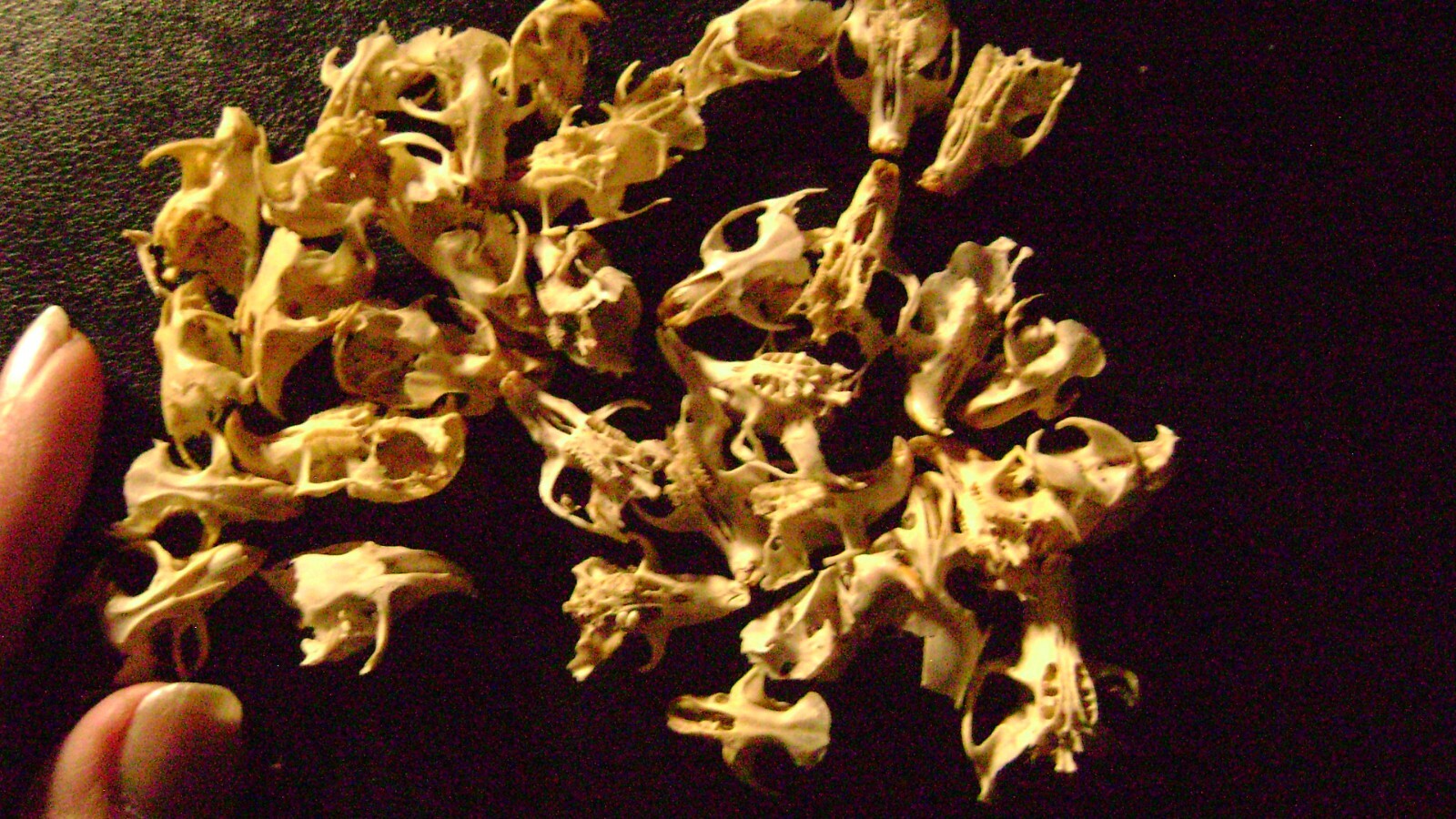 30 BROKEN RAT SKULLS real animal bones head skeleton taxidermy art crafts lot