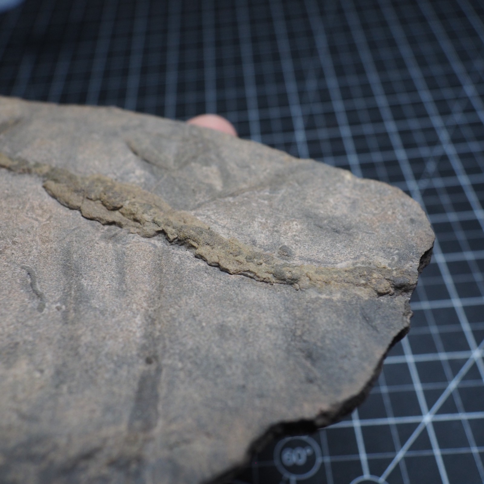 Trilobite Trace Fossil Cruziana Feeding Track Ordovician Morocco Star Trace