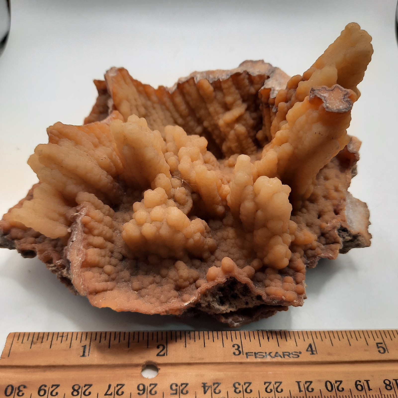 Botryoidal Agatized Coral Specimen , Suwanee River, Florida 6 x 4 1/2 x 3