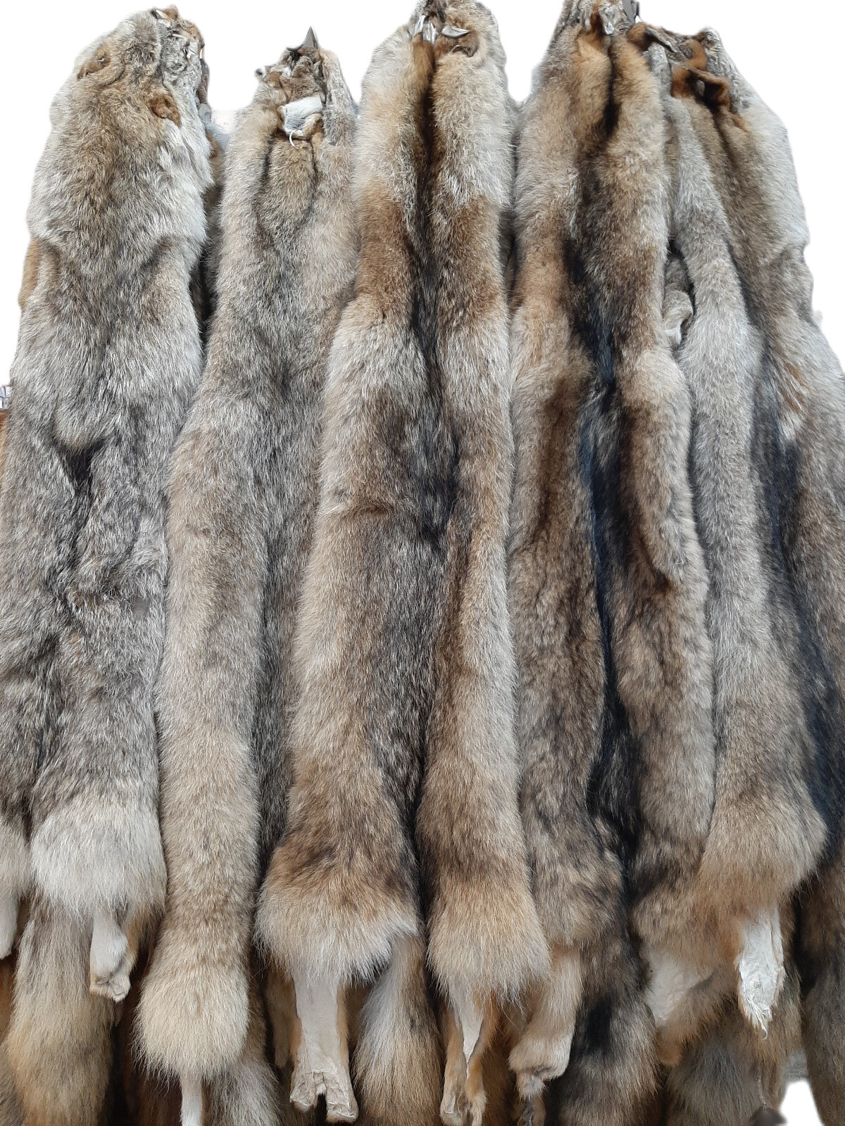 Eastern Coyote Pelt (2X-3X)