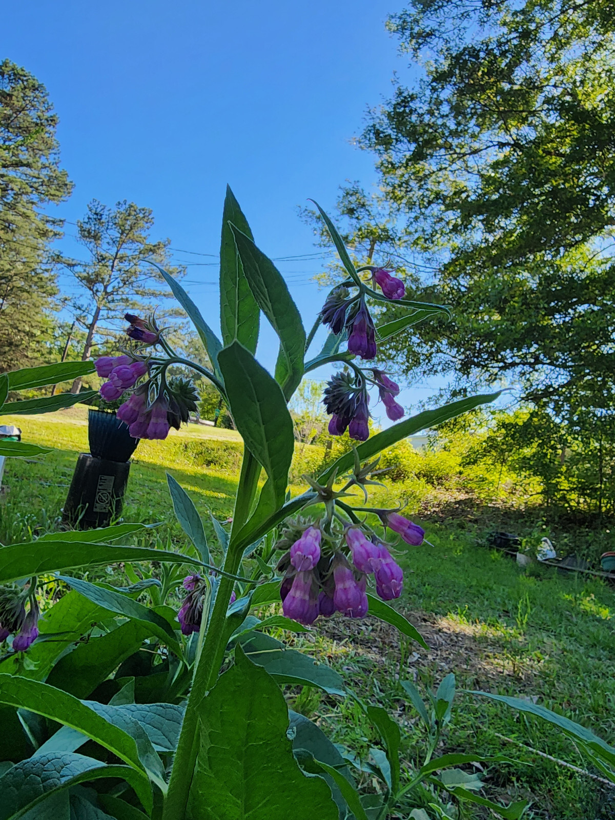 Organic Comfrey Salve | Joint/Muscle Aches, Sprains, Bruises, Itchy Skin, Eczema