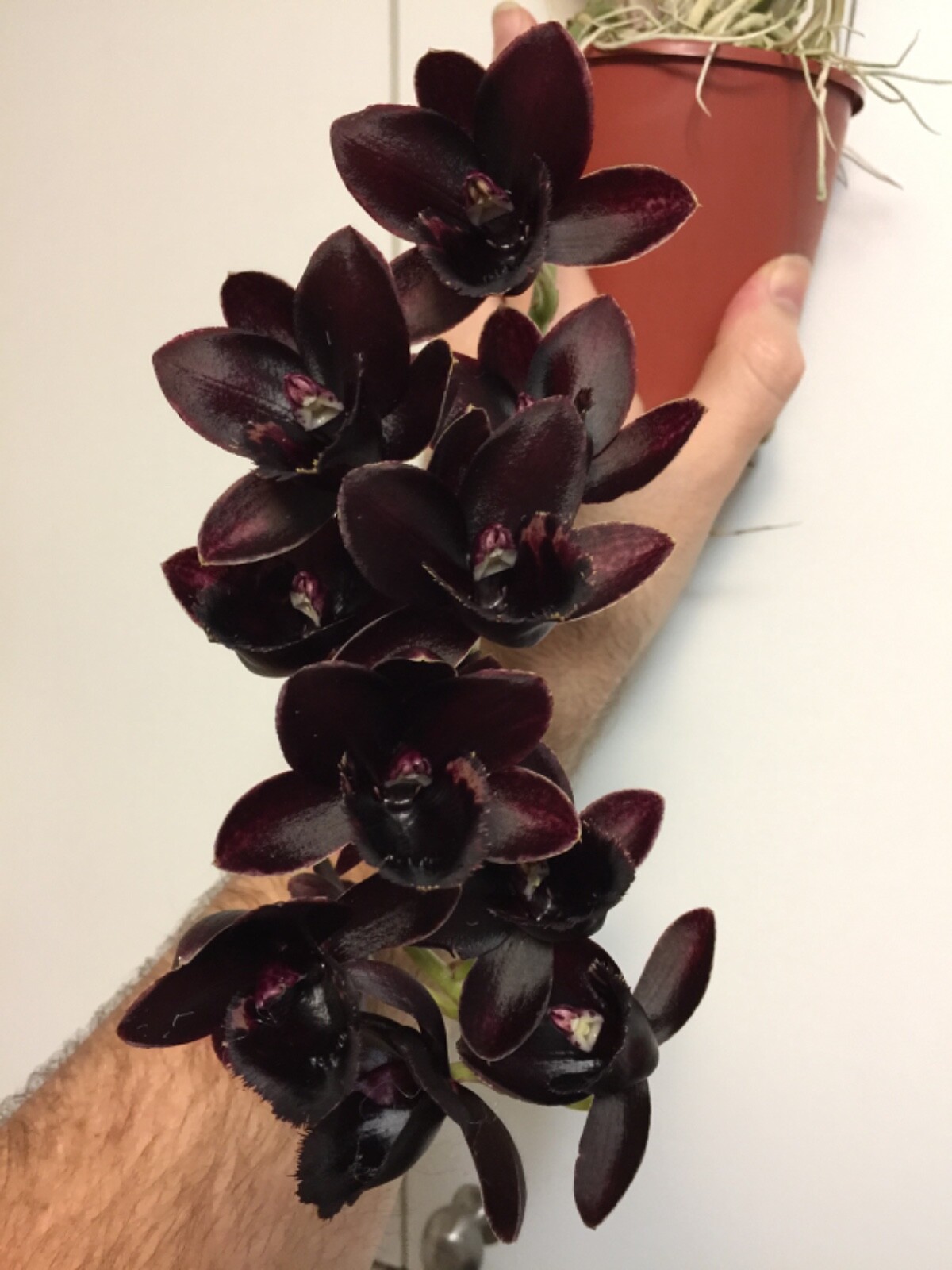 Dalton's of New Zealand Orchiata Bark - Precision, Classic, Power & Power+