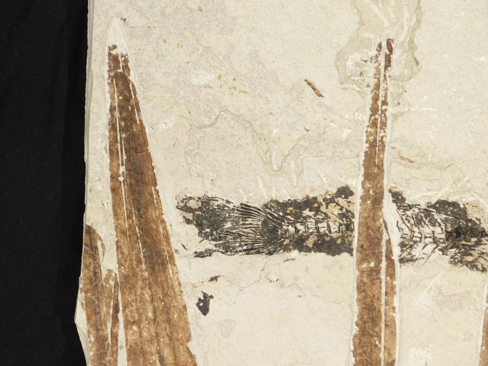 GIANT! PALM Frond Fossil With a BIG Rare Mioplosus FISH Fossil From Wyoming