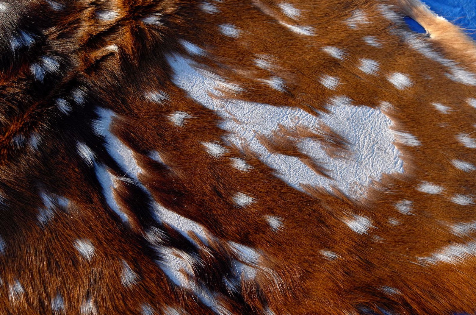 Axis Deer Skin Second Grade -Axis Deer Hide Size: 38"X30" Cheetal deer buck hide