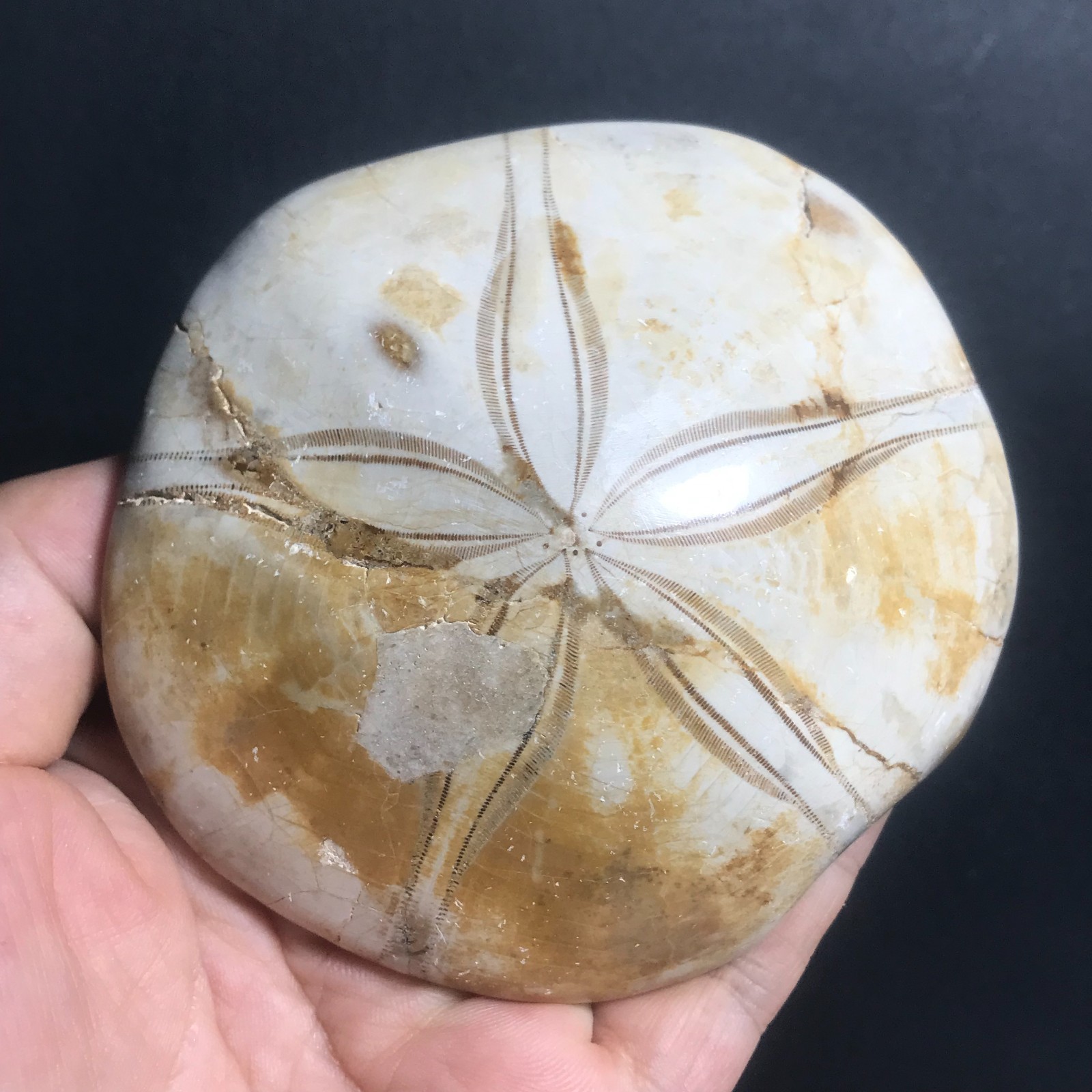213g Starfish Crystal Specimen 09