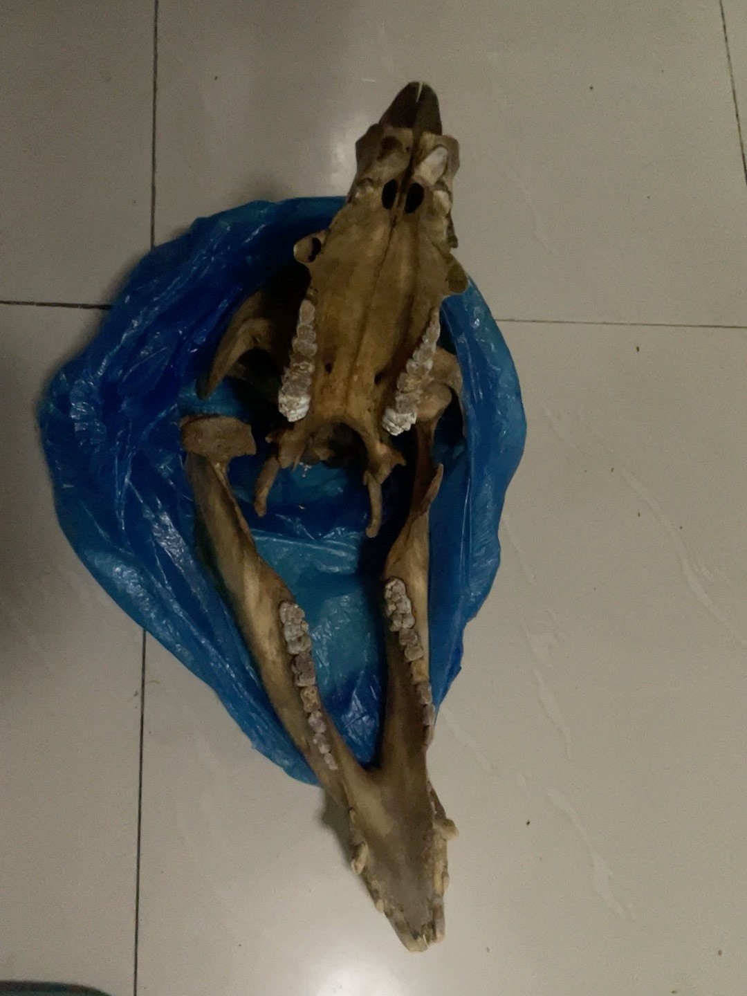 Early Exquisite Bone Fossils - Ancient Fossil Specimens