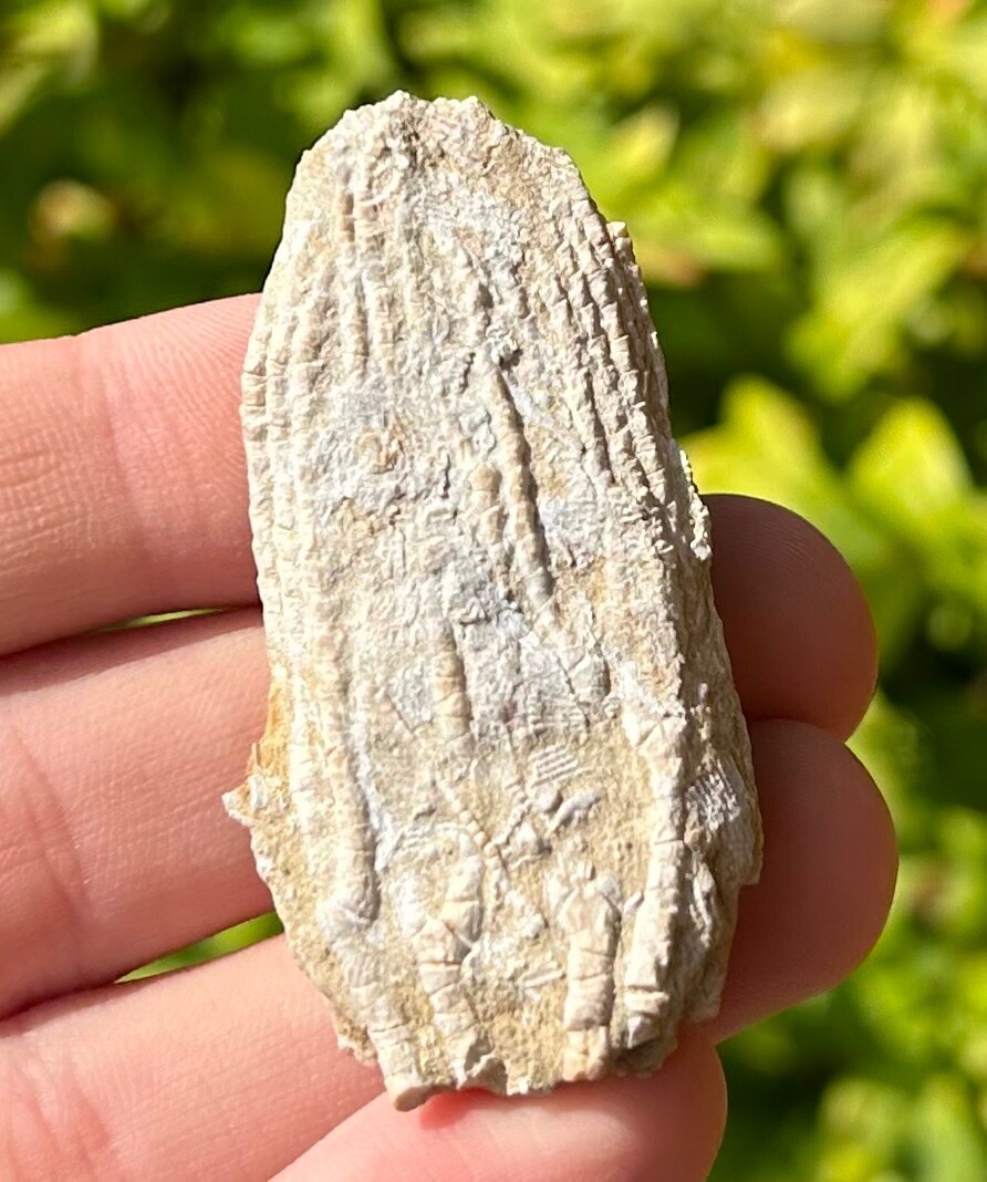 Alabama Fossil Crinoid Aphelecrinus randolphensis Bangor Limestone Formation