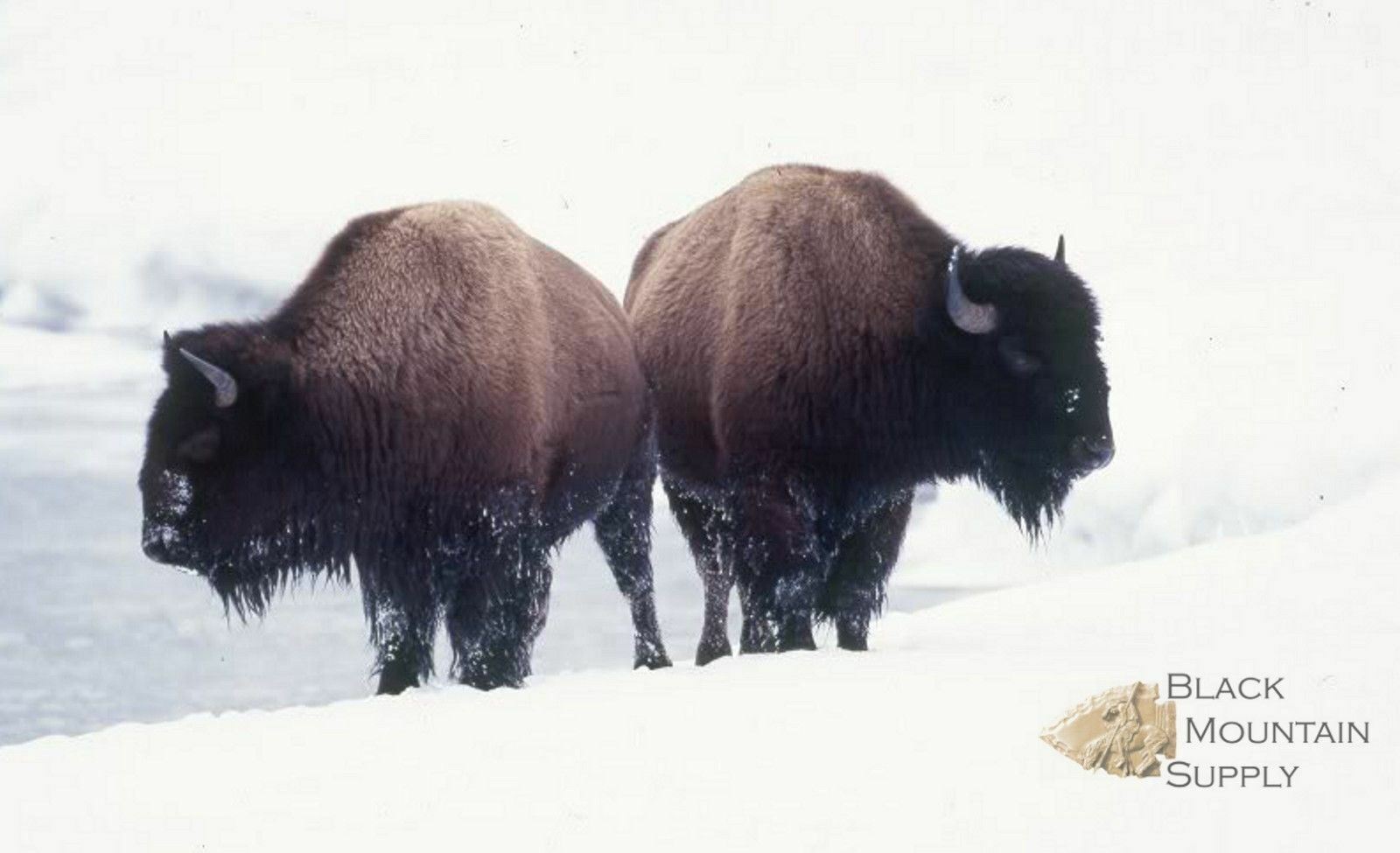 Buffalo Hide Rug, 'Large' Premium Winter Coat Tanned Bison Rug, Made In The USA