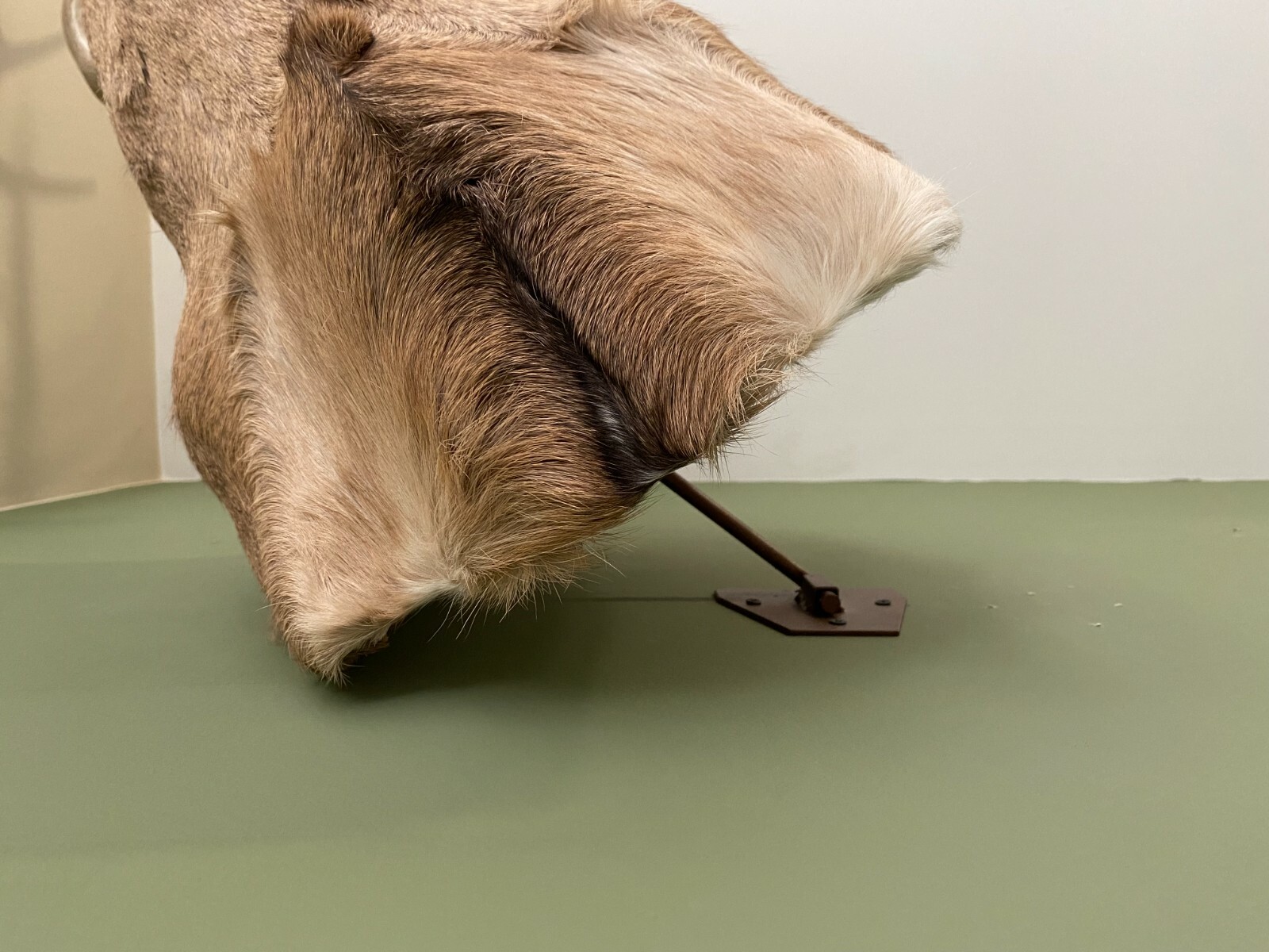 Amazeen Outdoors Adjustable Shoulder Mount Wall Hanger Whitetail Deer Mule