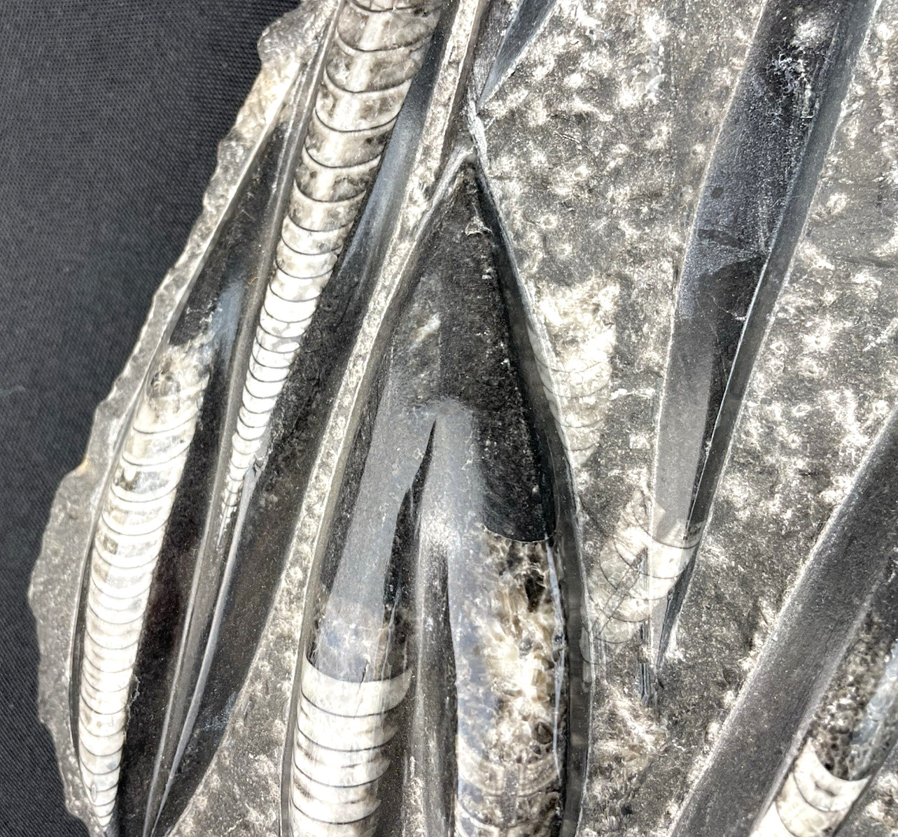 10 lbs Block of Polished Petrified Sea Life Fossil Devonian Orthoceras 9" x 12"