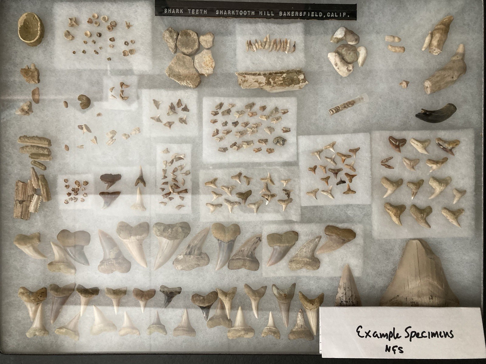 Miocene Era Micro-Fossil Gravel Bags from Sharktooth Hill: Bakersfield, Ca