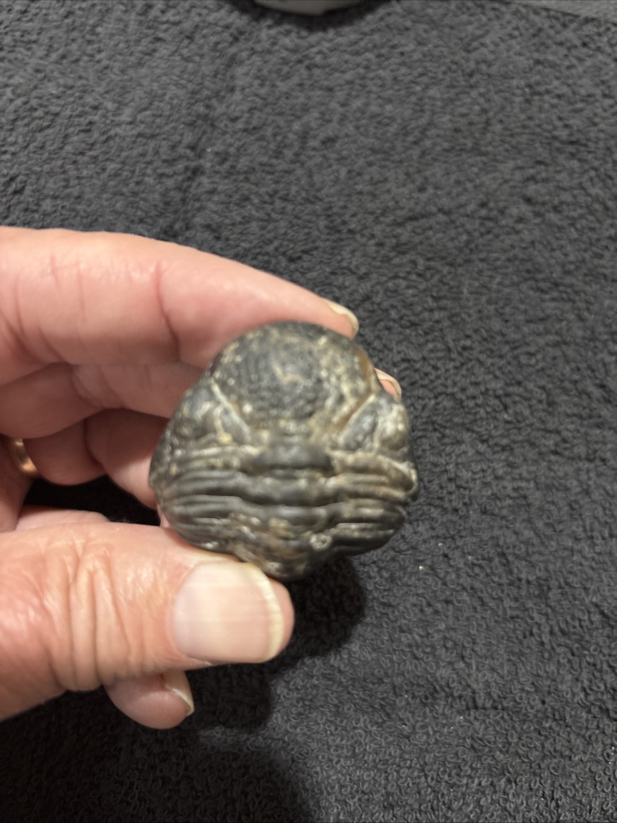 Rolled Pedinopariops Devonian. A Bit Rough, But Still Pretty Good.  Good Size