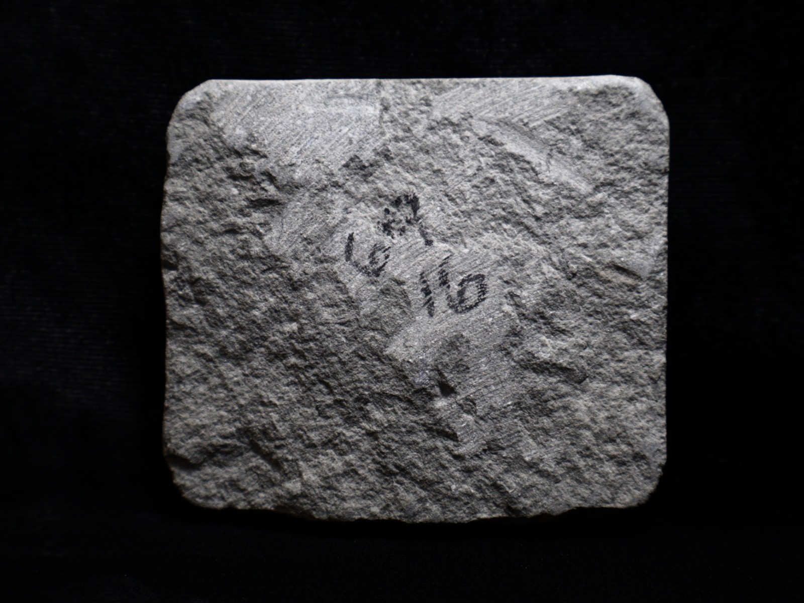 Expertly Prepared Fossil Crinoids, Crawfordsville, IN