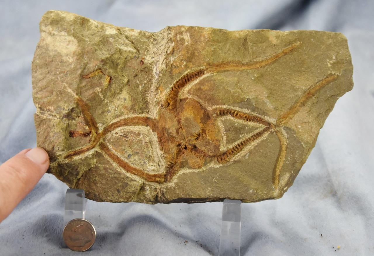Brittle Star Starfish 200myo FOSSIL 274mm GEOCOMA CORINATA 6.5" 165mm 5019aa
