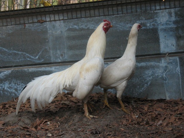 12 ASSORTED WAHL ASIL EGGS