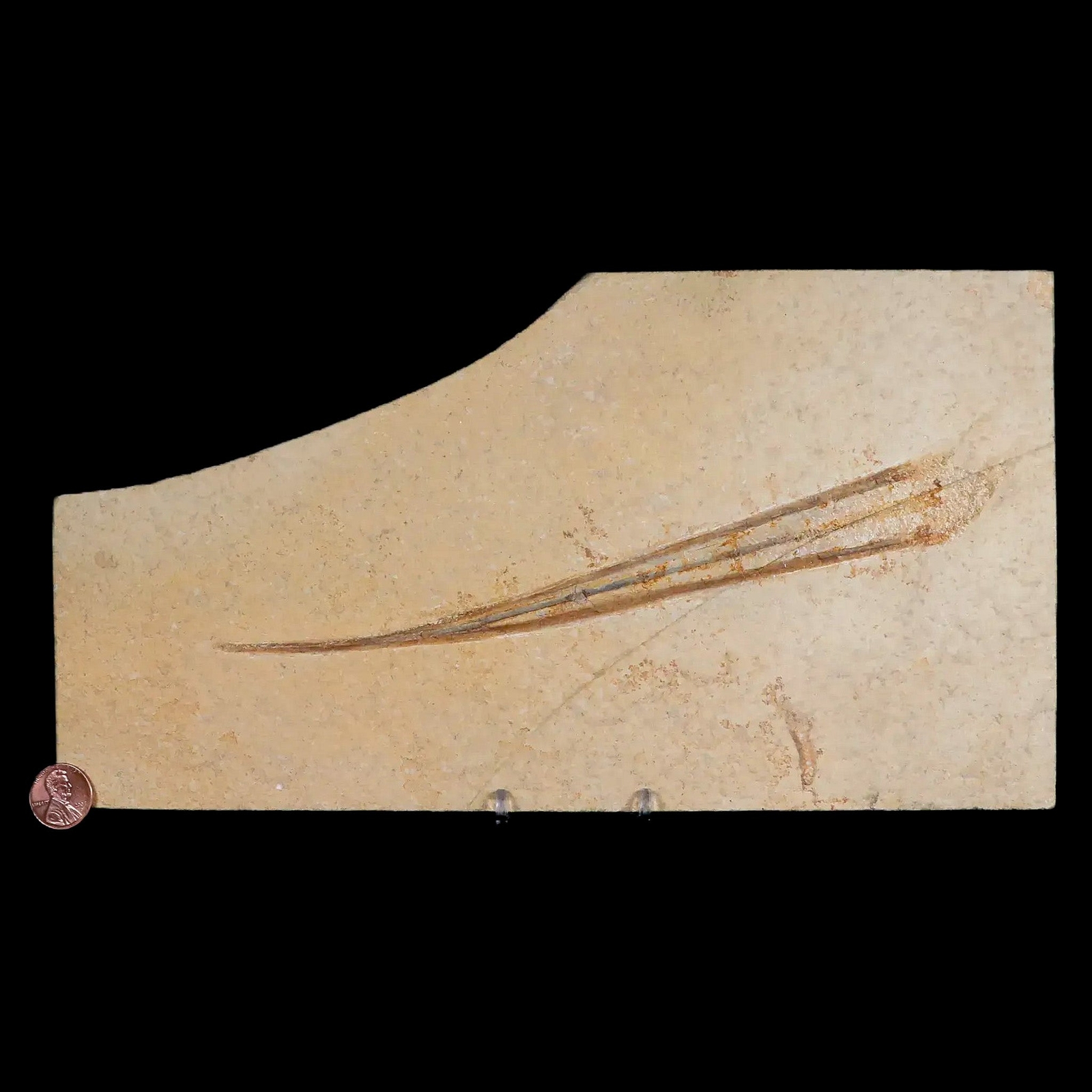 8.8" Plesioteuthis Prisca Fossil Squid Upper Jurassic Age Solnhofen FM Germany