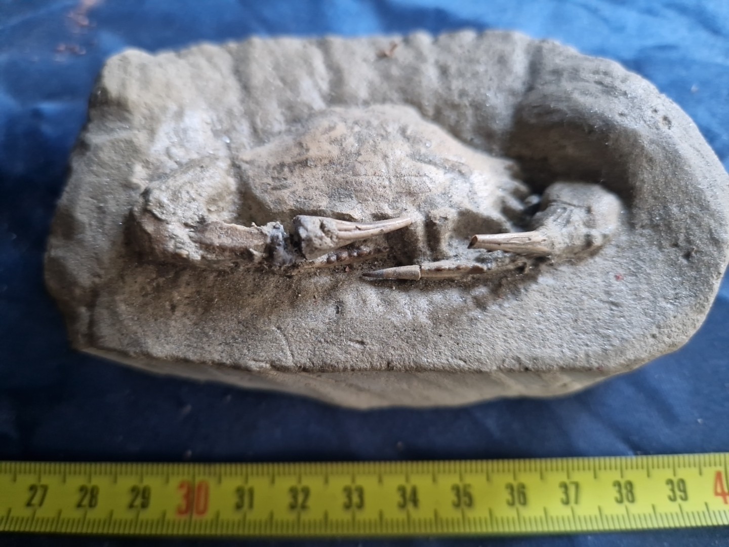 MASSIVE, LARGE, fossil CRAB from Java, Indonesia good details, great claws!