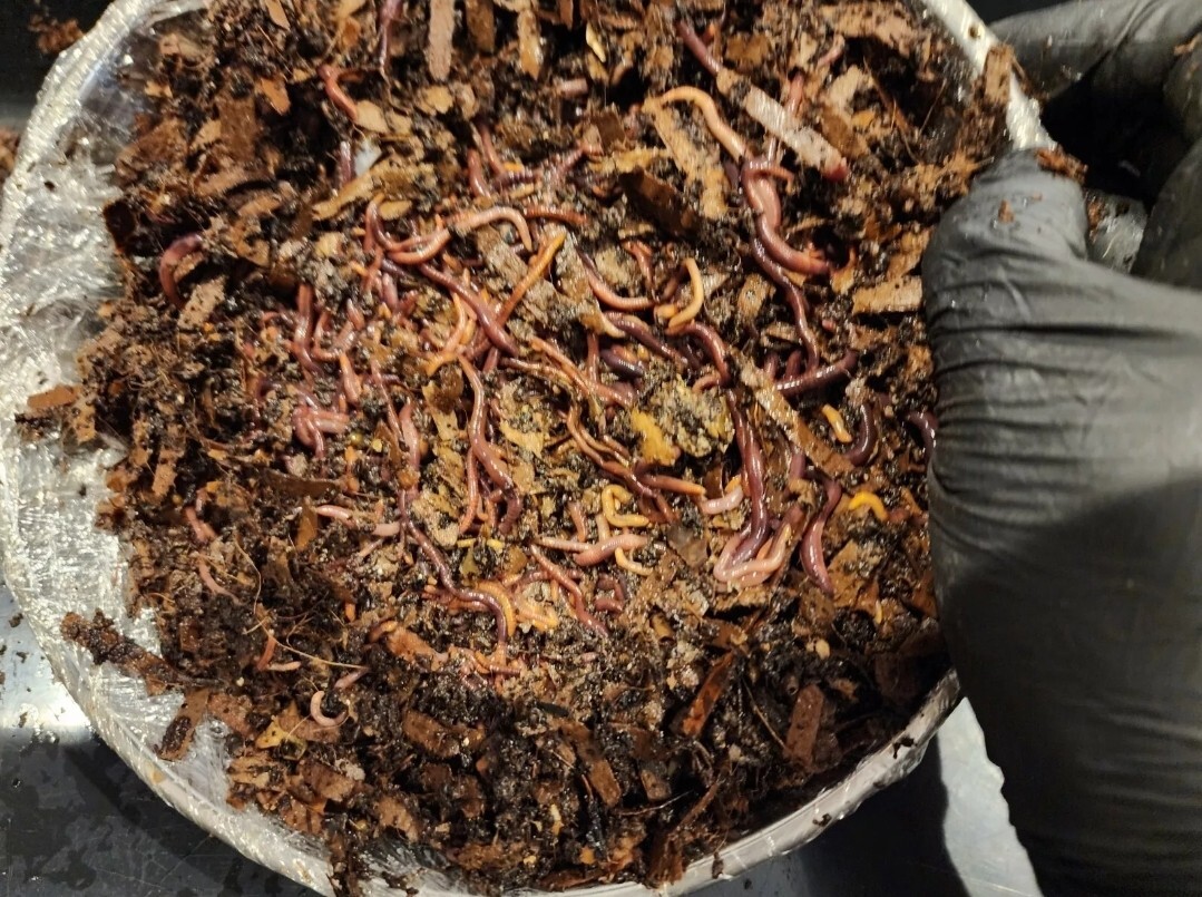 1 Lbs PURE RED WIGGLER Compost Worm /FREE SHPG/Weather Determines SHPG