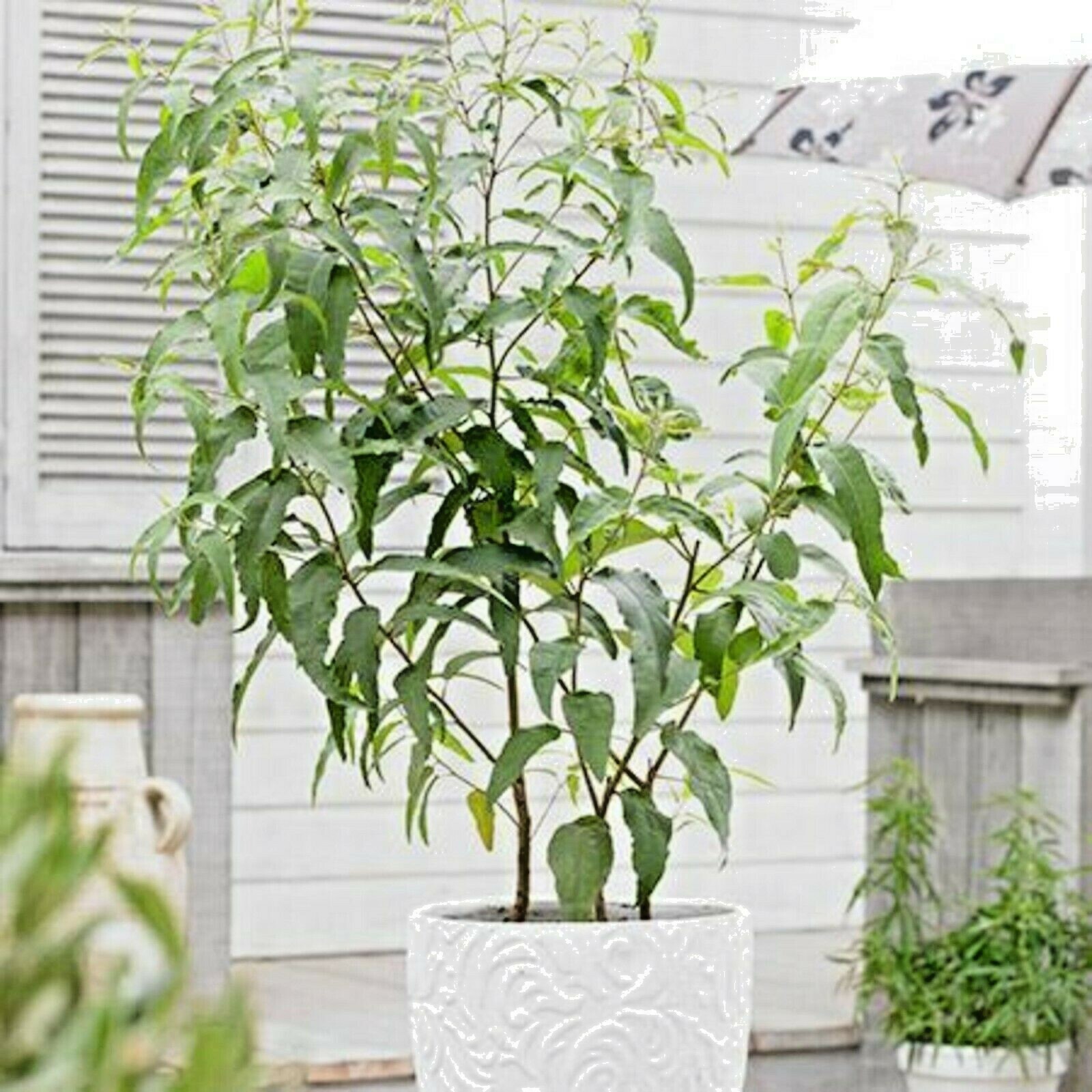 Grow Your Own Lemon Scented Gum: Eucalyptus Lemon Eucalyptus plant or Seeds 🌿🍋