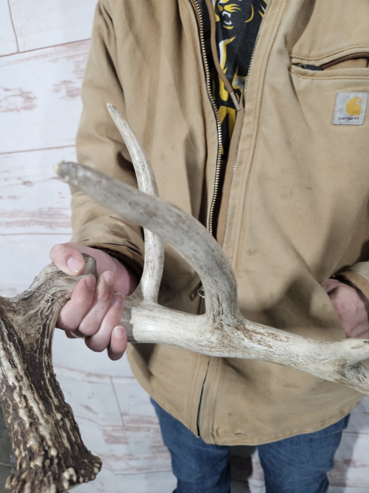 Freak Whitetail Deer Antler Shed Horn Rack Decor 5 Point Man Cave Decor 56"