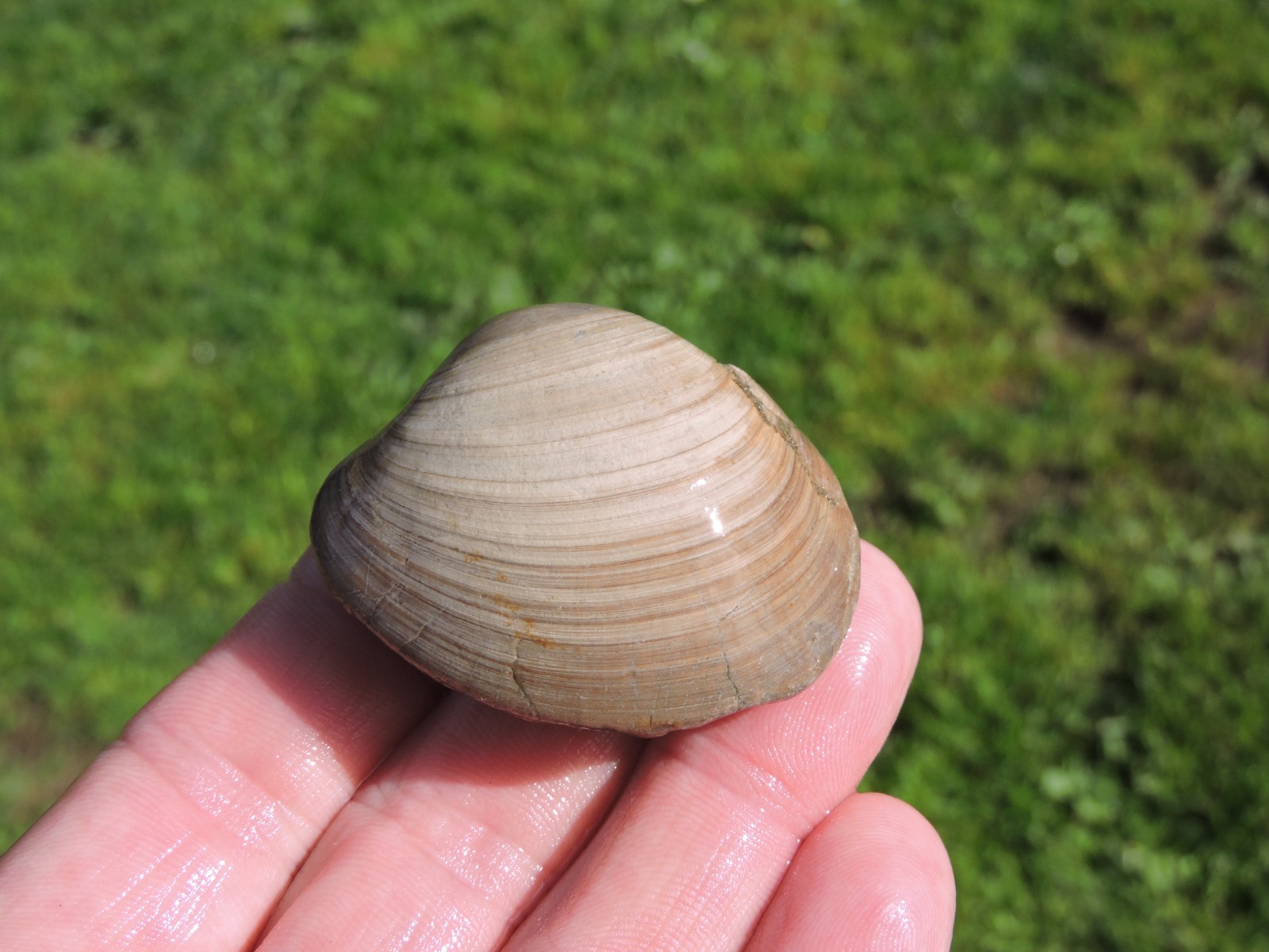 Box of MIXED Pacific Coast CLAM FOSSIL SHELL STONES Anadara, Steinkern ( 4 lb )