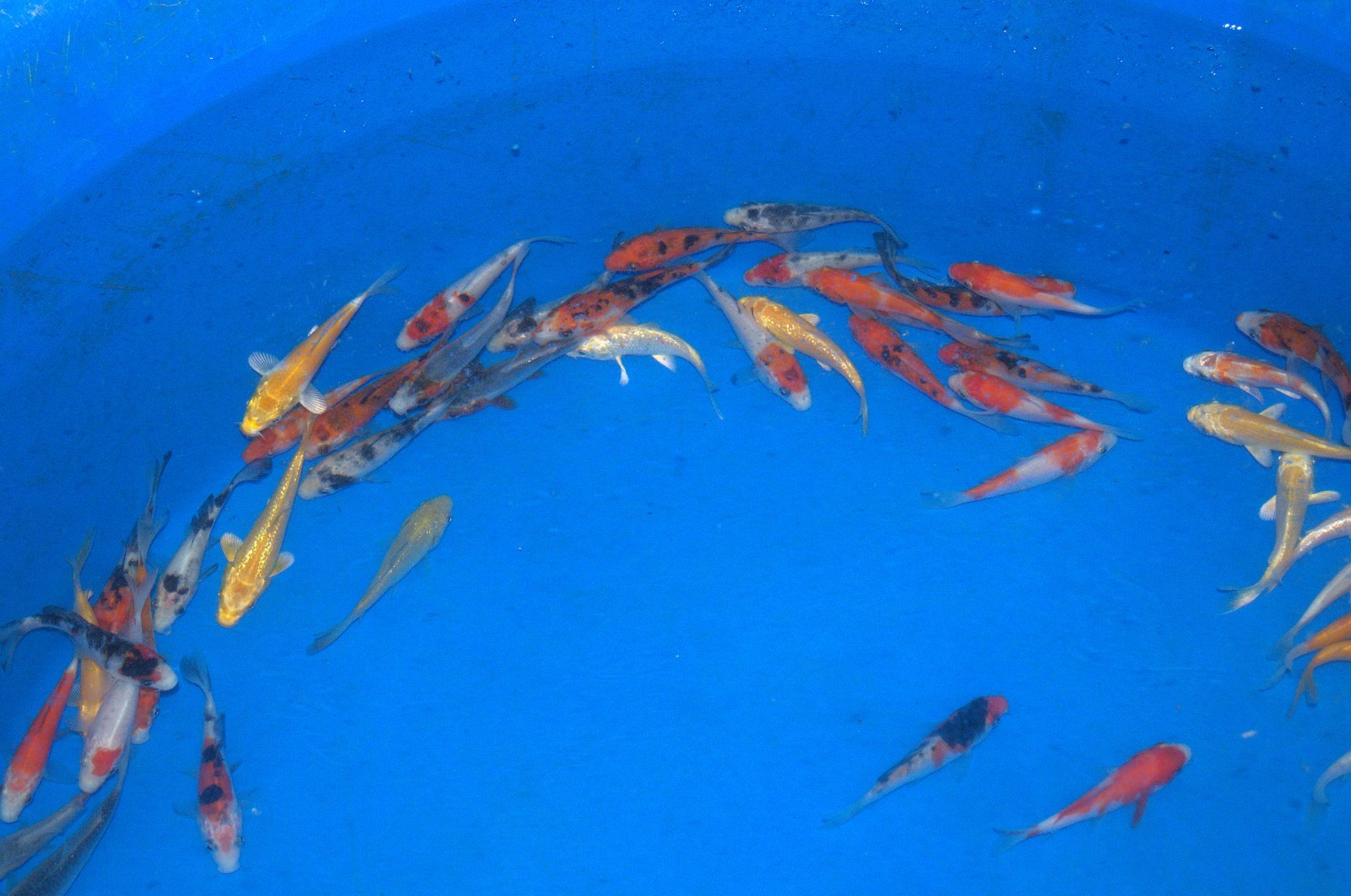 100 x 2-3" High Grade Koi Carp A* High quality Direct from the farm!