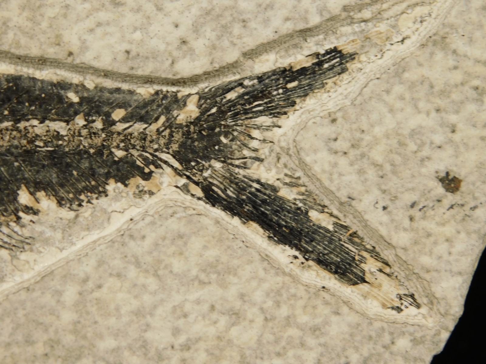 Larger! FIFTY Million Year Old! Diplomystus Dentatus FISH Fossil Wyoming 343gr