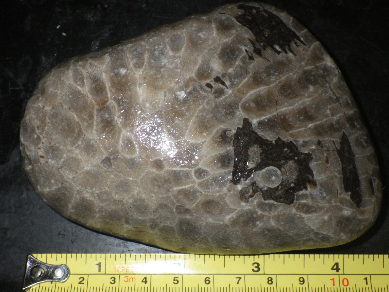 Unpolished Petoskey Stone 16.2 oz.