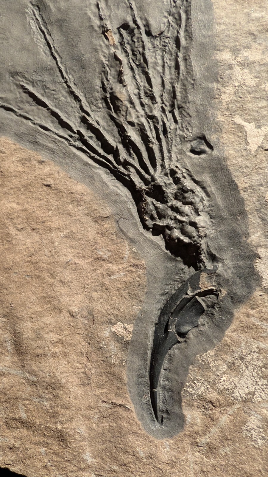 Gogia granulosa Fossil Wheeler/Marjum Formation, Utah Cambrian Proto-echinoderm