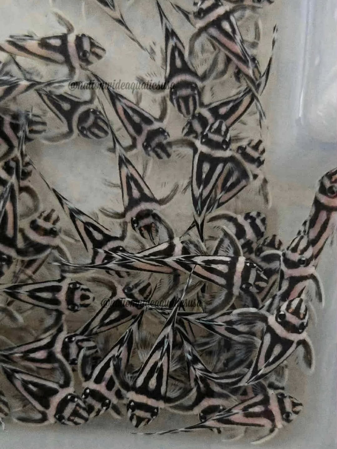 Hypancistrus zebra L046 true zebra pleco