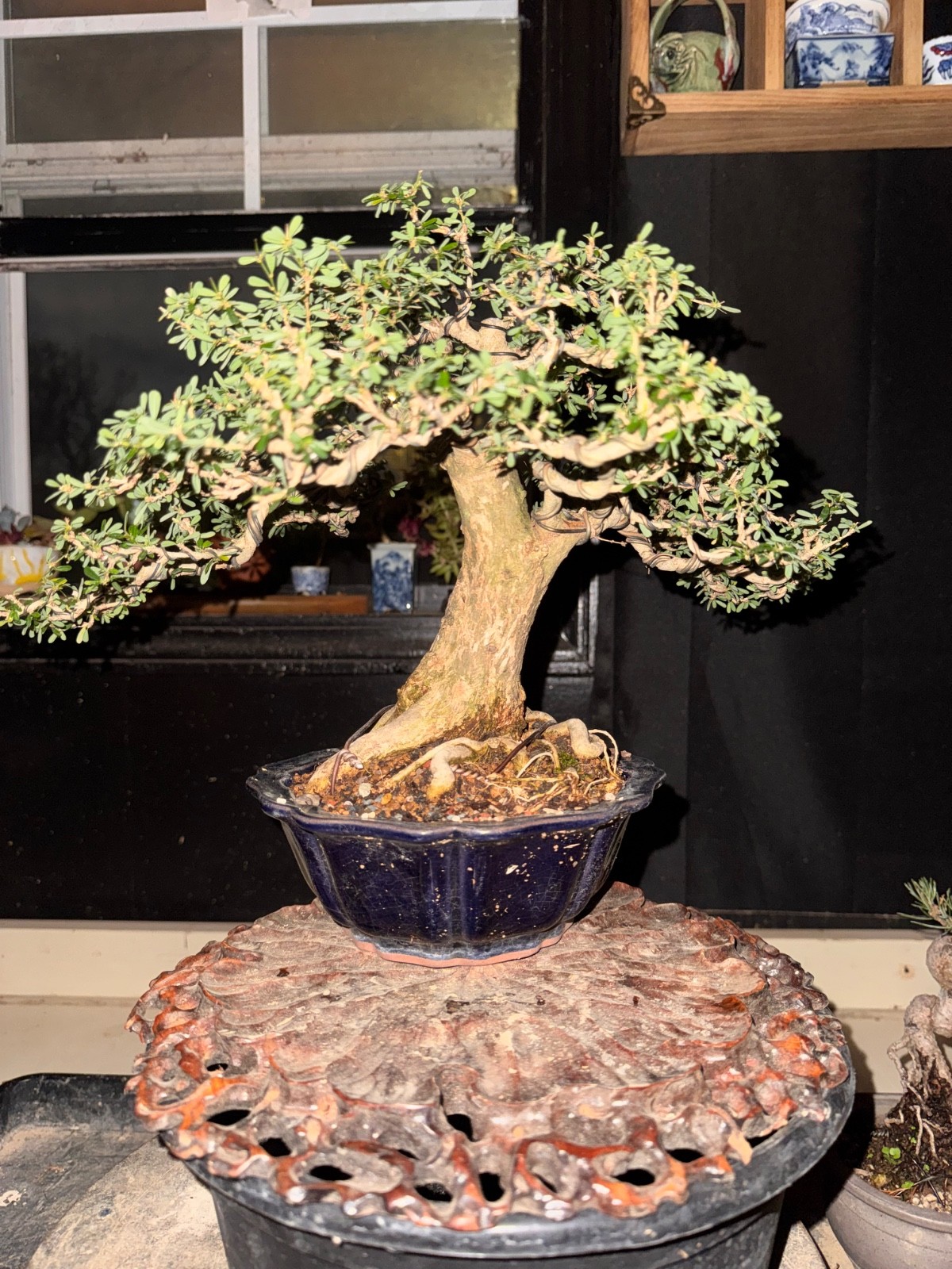 Desmodium, Vietnamese Blue Bell. Flowers Bonsai, Fragrant.