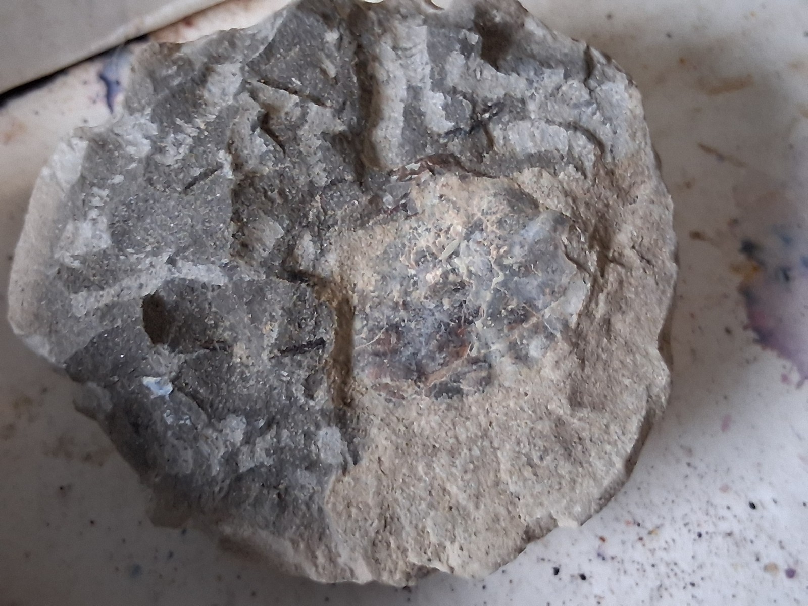 15 Unfinished Crab Fossil Lot Washington State