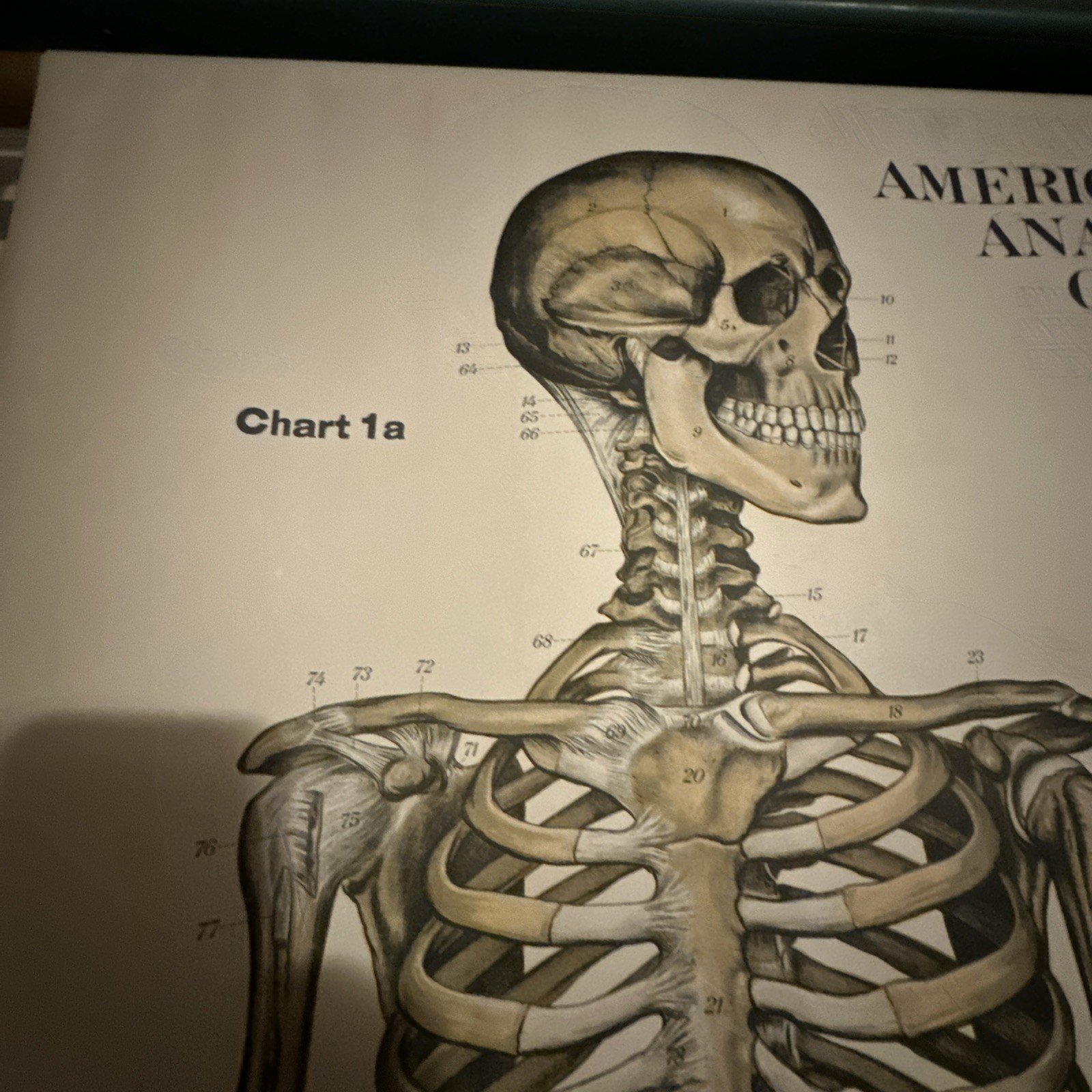 1918 A. J. Nystrom Co American Frohse Anatomical Chart Human Skeleton Max Brodel