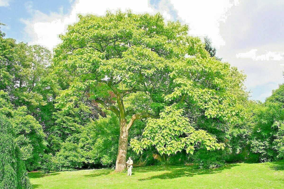 50 Royal Empress (Paulownia tomentosa) Seeds "FASTEST GROWING TREE in the WORLD"