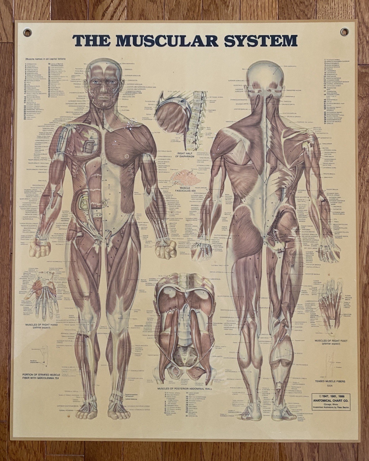 VTG Medical Poster Anatomical Chart Co Muscular Sys Laminated Peter Bachin 24x20