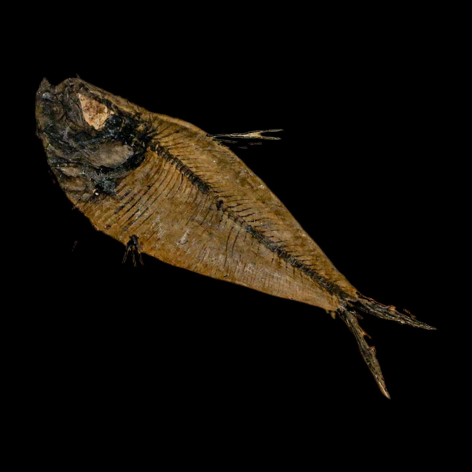 3.3" Diplomystus Dentatus Fossil Fish Green River FM WY Eocene Age COA, Stand