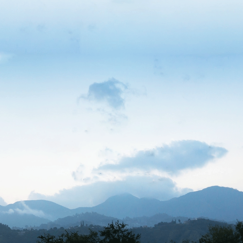 100% JAMAICAN BLUE MOUNTAIN COFFEE BEANS PEABERRY MEDIUM ROASTED 2 TO 12 POUNDS