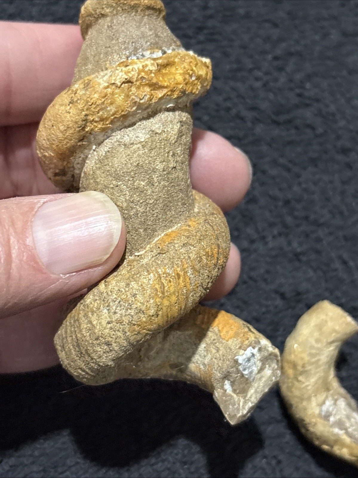 Exceedingly Rare Heteromorph Ammonite eubostrychoceras Madagascar 3 Pieces