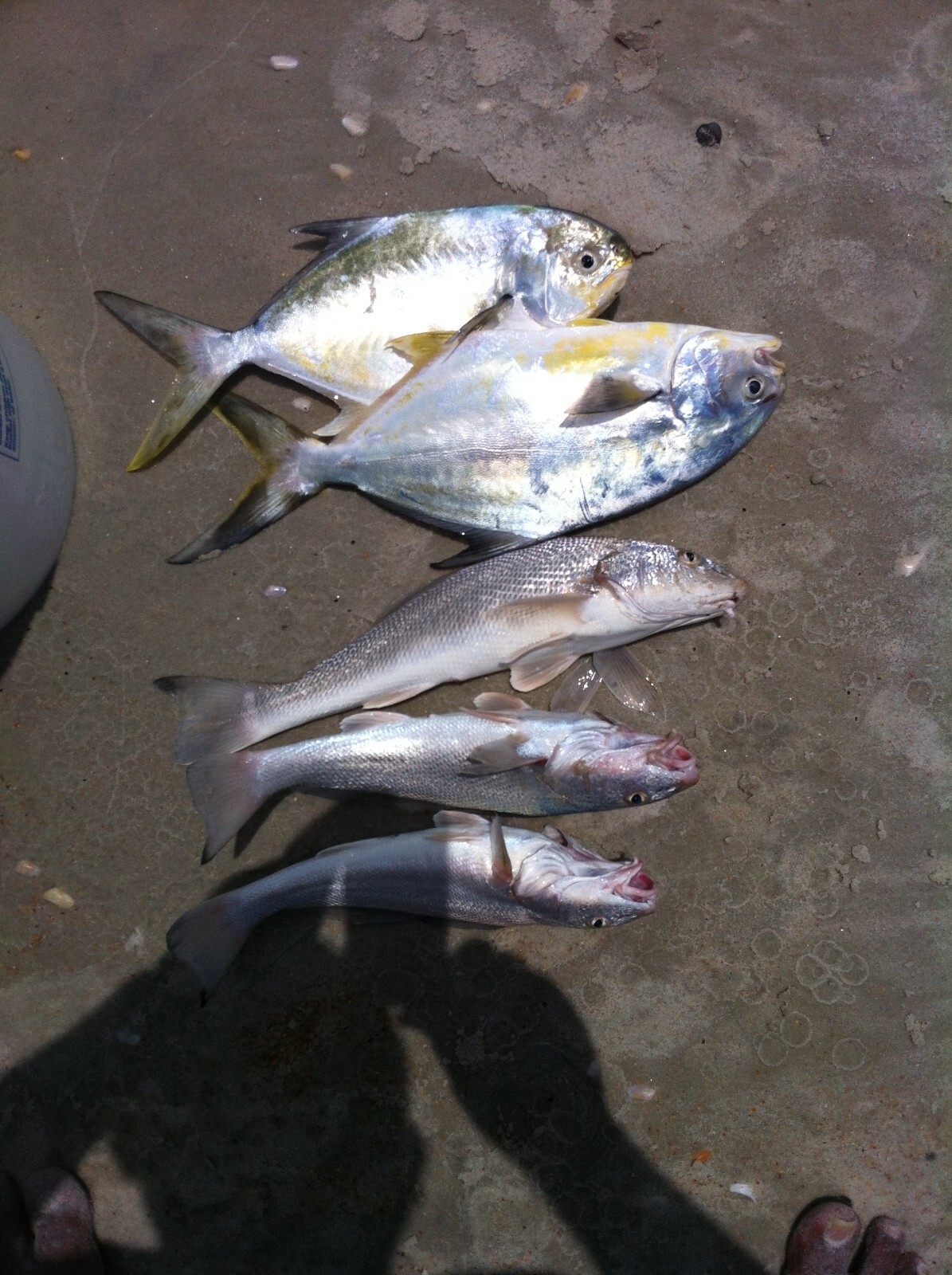 "Super Sand Flea" Hi-Low Fishing Rigs Bullet Floats Pompano Whiting Snappers