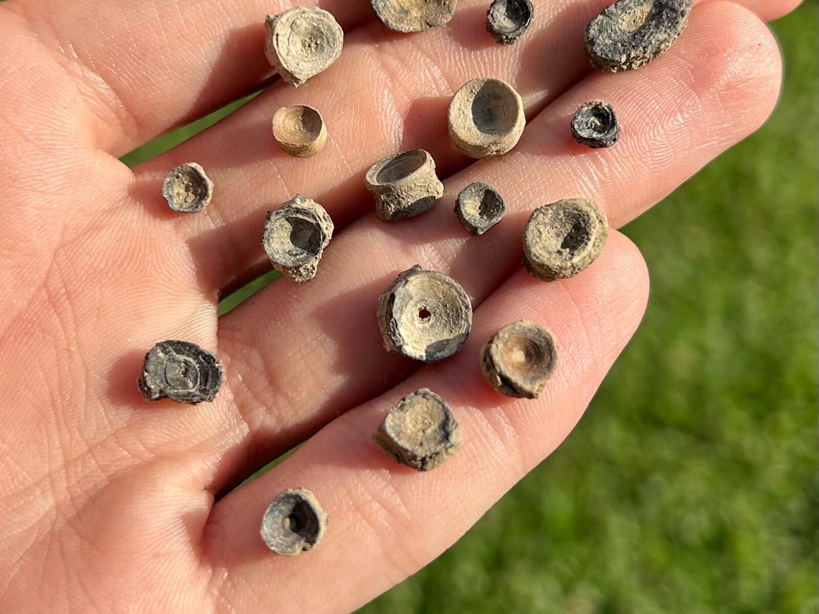 Texas Fossil Fish Vertebrae ONE PER PURCHASE Cretaceous Dinosaur Age