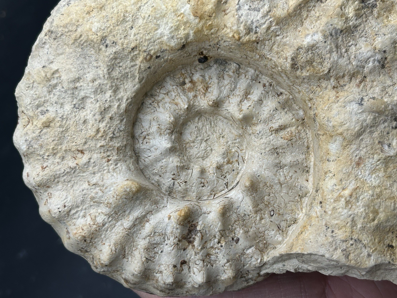 SUPERB 7.5” Cretaceous Mortoniceras Sp.Texas Fossil Ammonite!CRAZY Oyster Party!