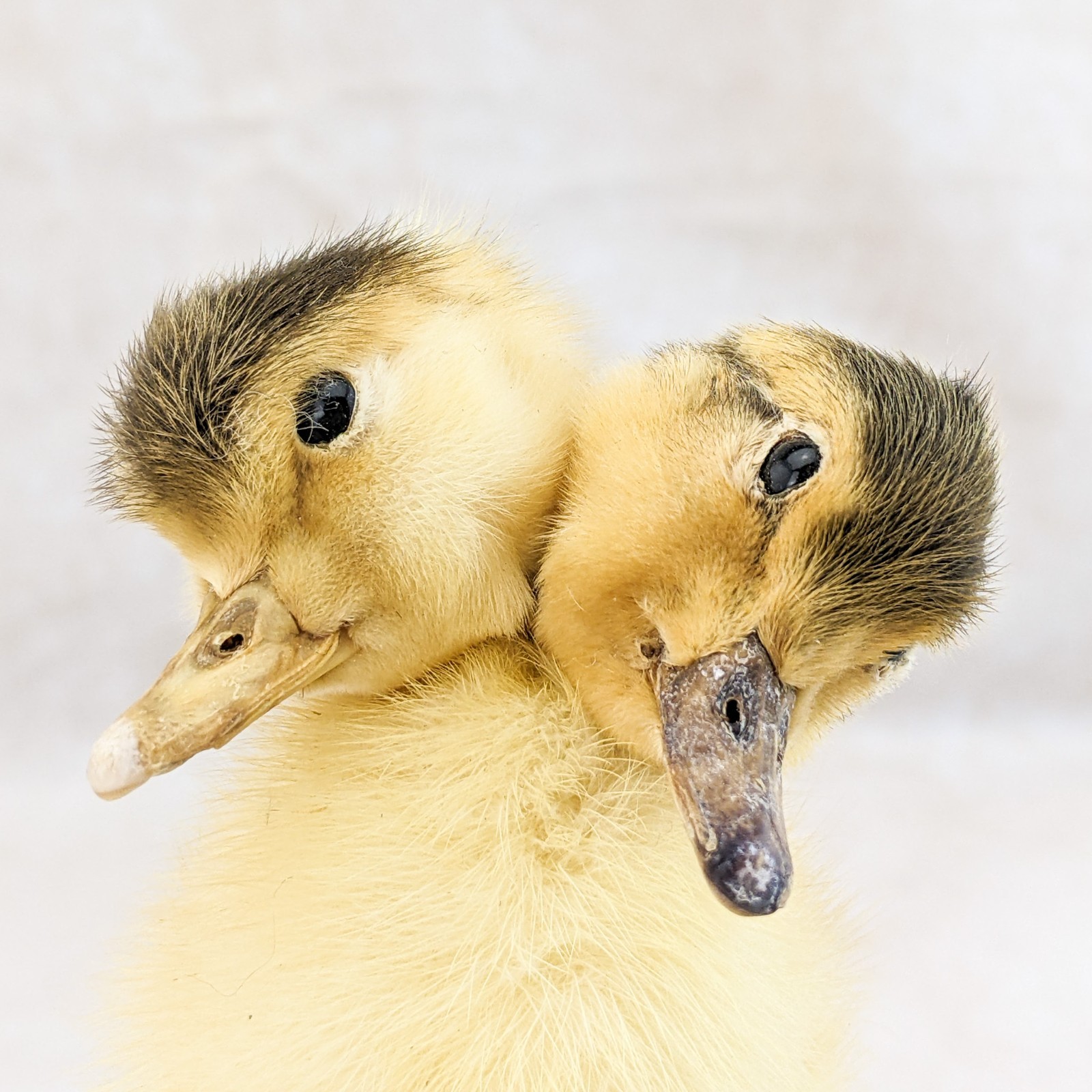 Two Headed Duck Duckling standing on wood species: Anas Platyrhynchos domesticus