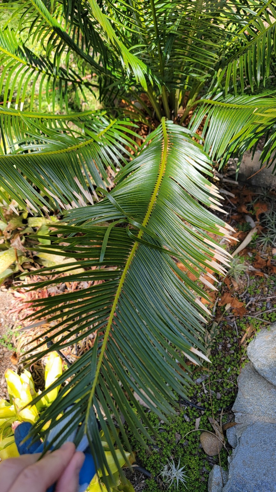 Cycas Panzhihuaensis Seedling