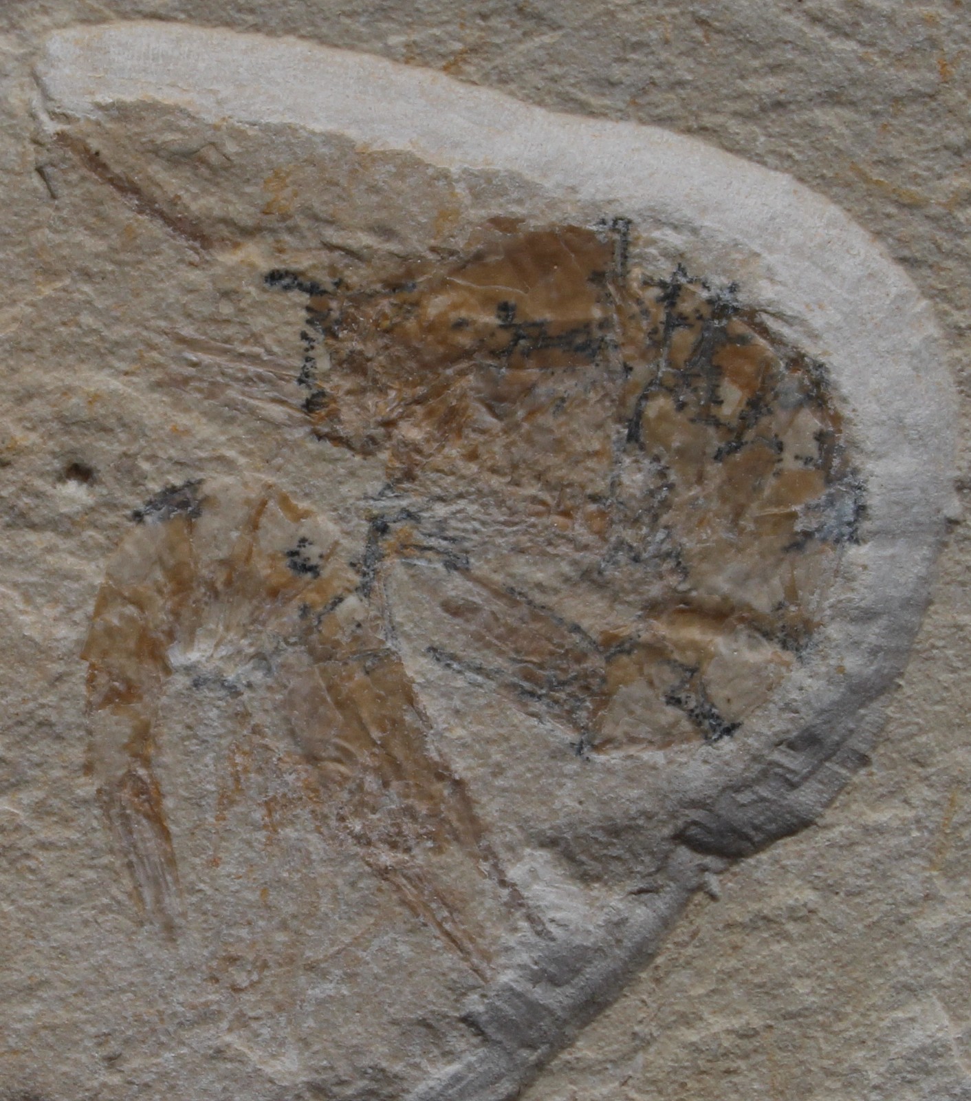 Shark Plate - Budget Specimen with 6 Shrimps - Cretaceous Fossils Lebanon