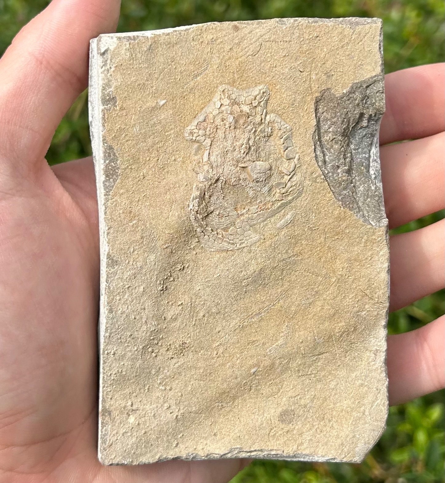 Alabama Fossil Edrioasteroid Hypsiclavus huntsvillensis Bangor Limestone Fm