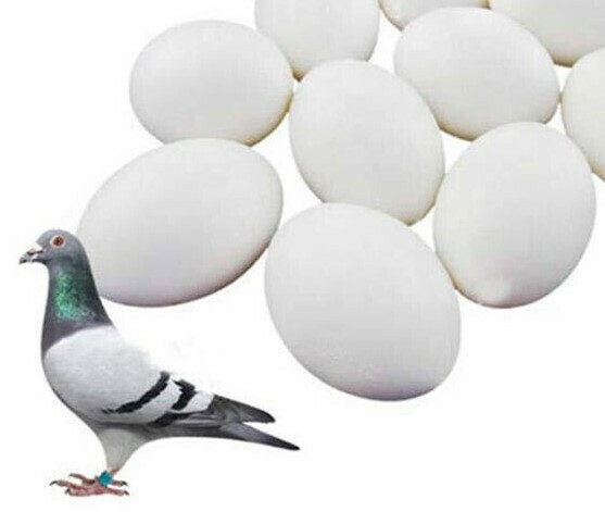 6x White Solid Plastic Pigeon Dove Eggs Dummy Eggs Improve Laying Survival Rate