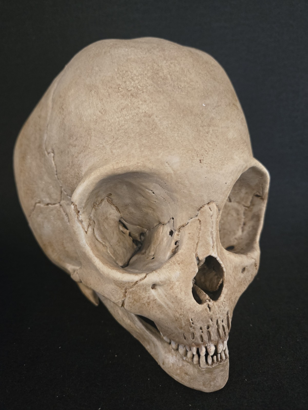 Alien Skull Realistic Full Size