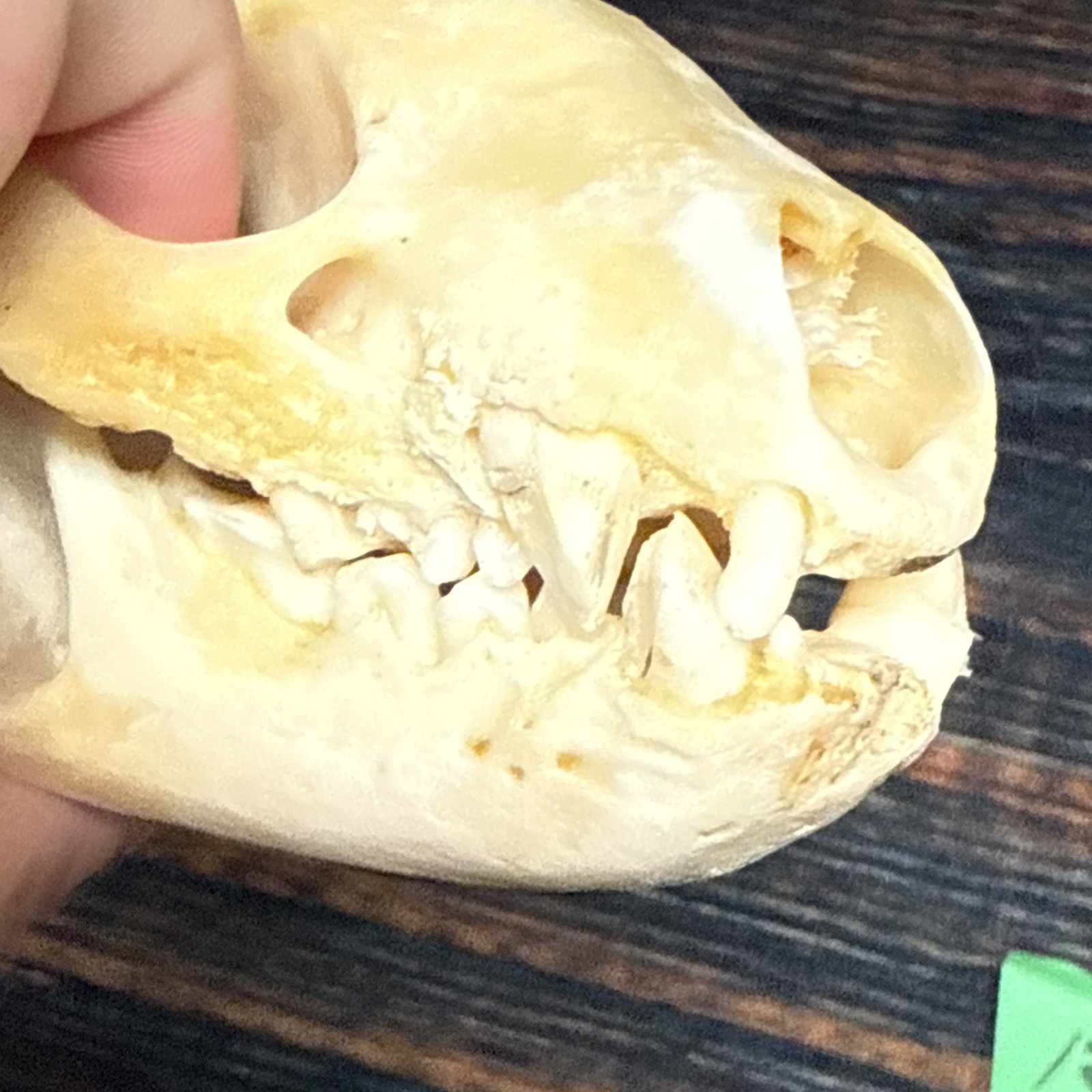 Real XL Badger Skull Unique Gift Halloween Craft Animal Mount Art Model Head Odd