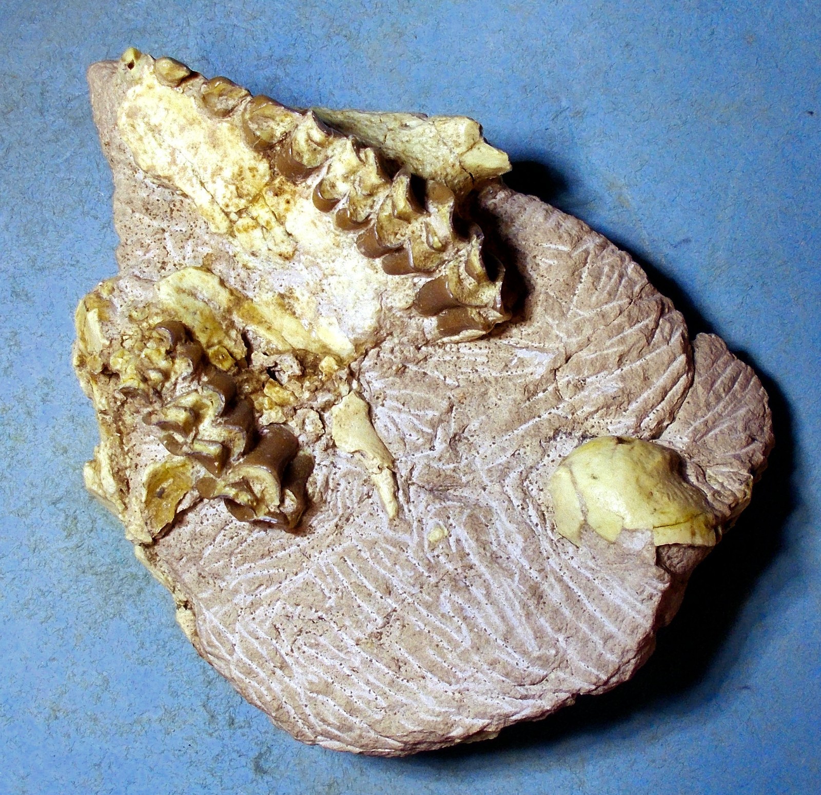Scarse 11cm partial skull of Leptauchensis nitida from Eocene of Wyoming, USA.