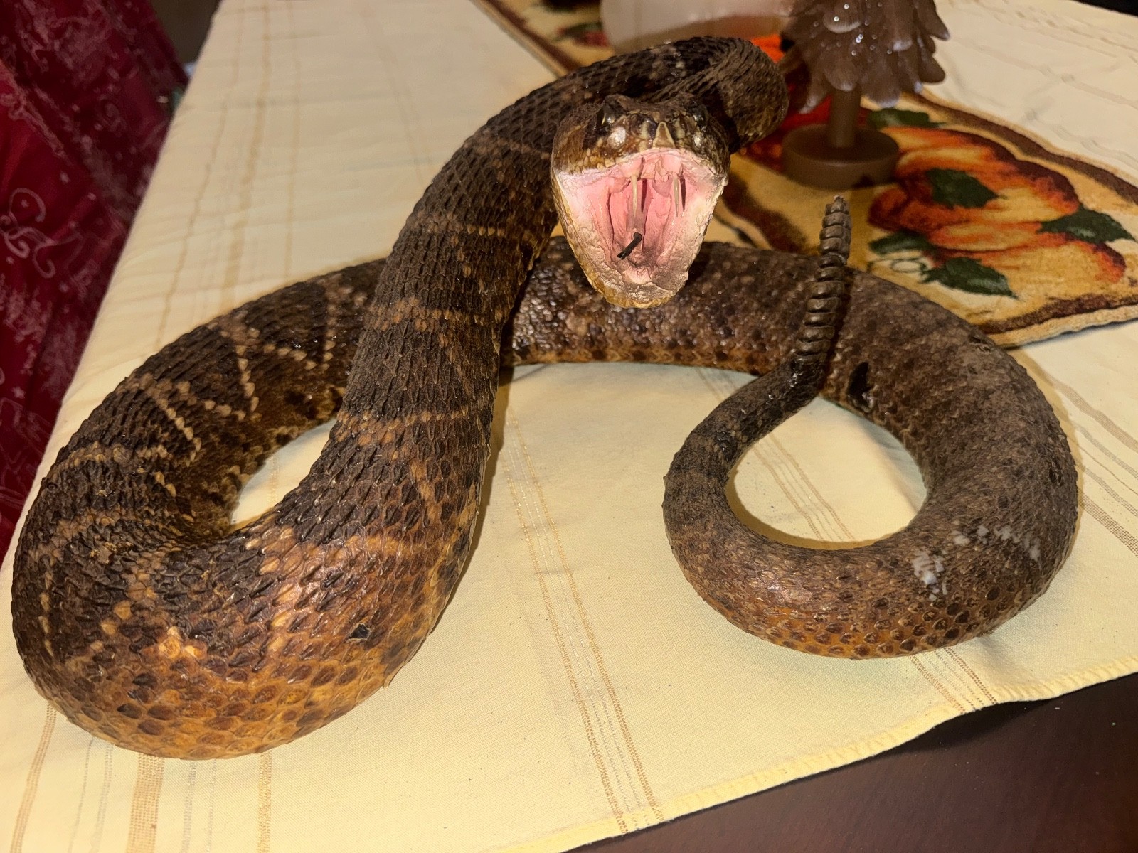 Vintage 53” eastern diamondback rattlesnake taxidermy mount Crotalus adamanteus
